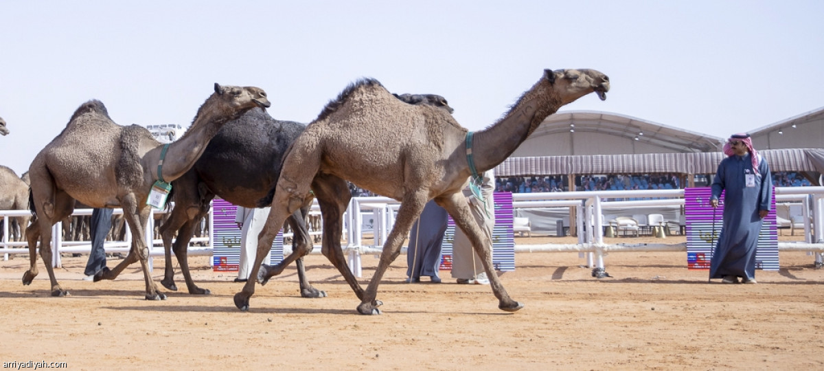 عرض الصفر