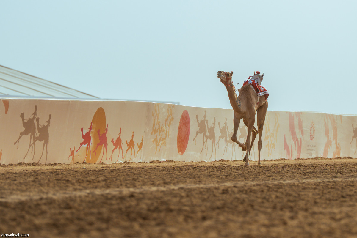 100 ألف مطية